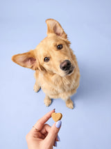 Golden retriever waiting for a heart-shaped betterDog soft chew
